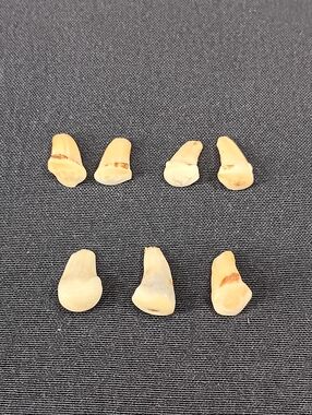 Lot Of 7 Rocky Mountain Elk Ivory Teeth